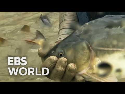 [ENG SUB] 65000 Fish Raised In Muddy Water Farmed For Fresh Sashimi #PICKDOCU