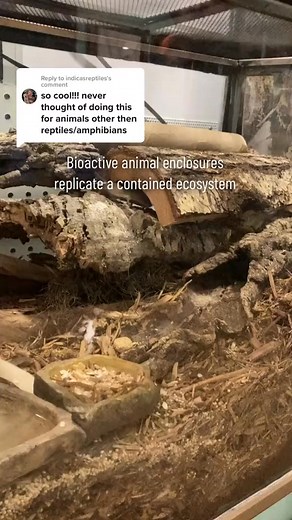 Replying to I keep my African Pygmy mouse colony in a bioactive, naturalistic enclosure! They’ve b | Arichard Sublettsun