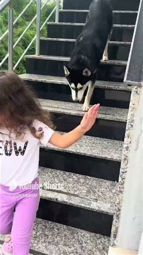 I'm afraid of dogs #shortvideo #ahsenasaf #discoverme