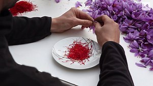 Saffron production was once a major industry in the rural Spanish province of Teruel. But after decades of chronic depopulation, cultivation of the spice virtually ceased. Now, after years of neglect, this delicate flower is enjoying a comeback thanks to the efforts of three young urbanites. More video stories at Narratively: http://narrative.ly/medium/video/ | Narratively