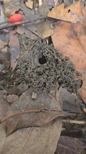 ​The Most Dangerous Venomous Insects