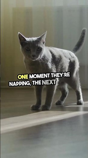 Decoding Cat Language: Essential Rules! #Cats