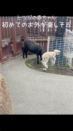 ヒツジの赤ちゃん、初めてのお外がたのしそう！ #東武動物公園 #動物 #癒し #かわいい #赤ちゃん #ヒツジ #はじめてのお外