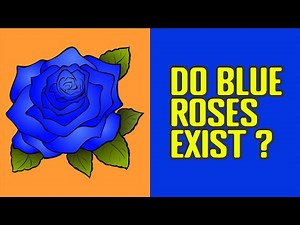 Blue Roses - Do They Really Exist?
