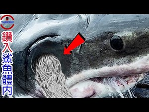 [生物放大鏡] 屠殺千隻鯊魚的"神秘怪客" | 鑽入心臟 痛不欲生!? | 吞食腦袋不給活路