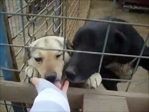 Our Friends Dog Rescue Appeal