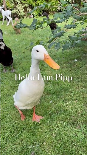 Indian Runner Duck Pipp