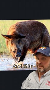 Why feral pigs rub against utility poles explained