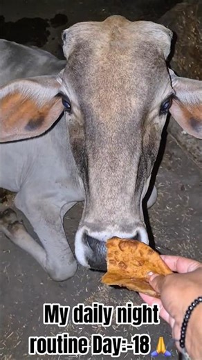My daily night Routine Day:-18🙏🥰 #cowfeeding #animallovers #shorts #trending #dailyvlog #viralvideo