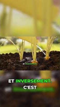 Plantez ceci à côté de vos tomates pour éloigner les nuisibles #jardin #permaculture