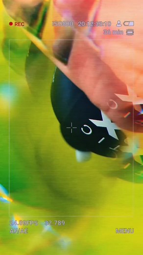 Arctic Fox on TikTok