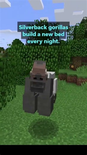 Gorillas Make a New Bed Every Night #minecraft #funfacts #animals #gorilla