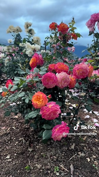 The Beauty of Blooming: Embracing Nature in Bhutan