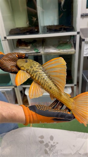 Unboxing hypostomus Luteus phase 3 #alexszebra #plecos #loricariidae #lorocaridi