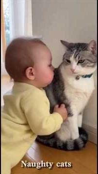 Naughty Cats Doing Hilarious Things 😂 | Funny Cat Video#funny