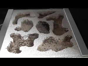 Ameisen Lasius niger Videobericht #11