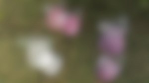 Watch Solar Calla Lily Garden Stakes on Amazon Live