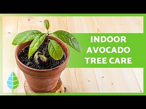 Avocado Tree in a Pot 🥑🌱 Easy Steps to Watering, Pruning & More