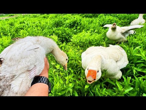 Finally letting my goslings explore the farm on their own