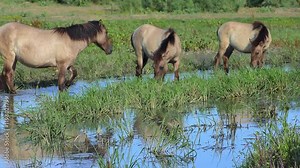Wild Polish horses love to graze in the damp areas of the Danube delta, where the grass is especially tall.