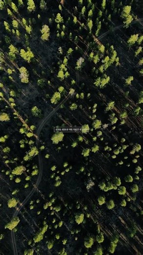 Aerial View of Pine Forest in Spring