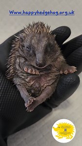 421K views · 14K reactions | If you hear this in your garden then something is wrong, and hoglets will need help! Never touch hoglets without gloves, and always call a rescue ASAP for advice! Hoglets need specialist care with experienced rehabbers so never try and look after them yourselves!!! This video was taken whilst cleaning the very stinky cage. NB: The hoglet is well fed and doing well | The Happy Hedgehog Rescue Yateley | Facebook