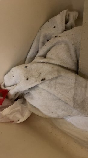 Anyone need a shower?? #roach #pestcontrol #roaches #bath #shower Follow for more #cleantok