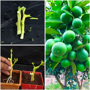 15K views · 169 reactions | How to propagate lemon tree from cuttings || lemon tree cuttings easy method | Dian Creative | Facebook