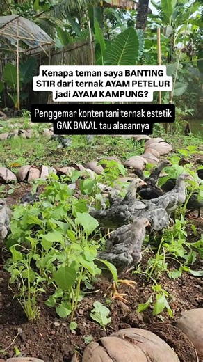 Uman Miftah Sajidin | 1. Teman saya peliharanya dikit Berapa ekor? "Hanya" 1.600 ekor. Yups. Itu hitungannya dikit kalo buat ayam petelur. Soalnya marginnya... | Instagram