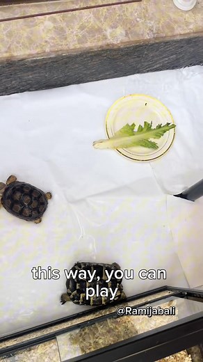 Taking regular ice baths, also known as cold water immersion therapy, can offer several benefits, including: 🌟 1. Improved muscle recovery: The cold water can help reduce inflammation and muscle soreness after intense physical activity by constricting blood vessels and flushing out waste products. 🌟 2. Enhanced circulation: The cold temperature can stimulate blood flow and circulation, which can promote healing and bring fresh oxygen and nutrients to the muscles. 🌟 3. Increased metabolism: Ex