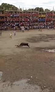 Bullfight Ended In The Deaths Of 4 People And More Than 200 Injured II