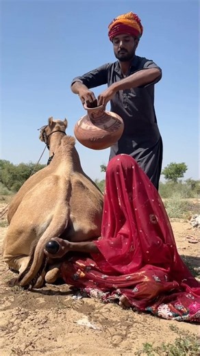 😱 يدور الإناء فوق رأسه ويقول: الله يحمي زوجته من العين! 🐪🔥.#camel
