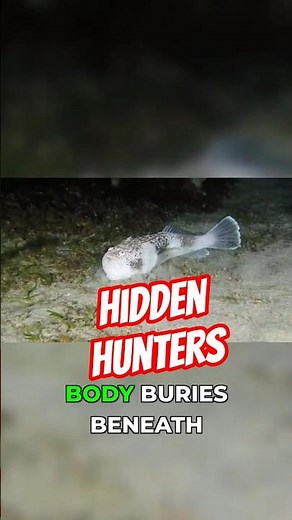 The Fish That Becomes Invisible #nature #ocean #shorts