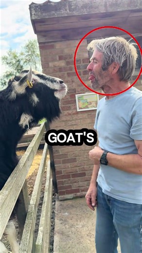 Goat SPITS in Man's Face After He Gets Too Close 😂💀
