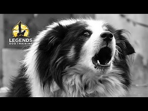 Border Collie Territorial Aggression