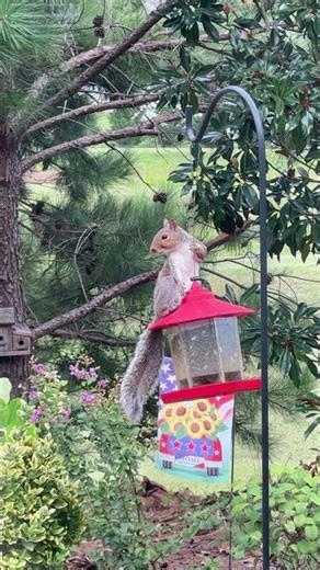 😱 Acrobatic Squirrel Steals the Show 😅