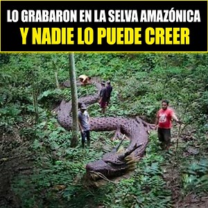 3.8M views · 71K reactions | Lo Grabaron en la Selva Amazónica y Nadie lo Puede Creer | Misterios Inexplicables | Facebook