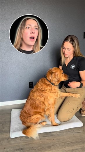 Here’s what’s actually happening when your dog paws you during somatic work: Most people assume it means “pet me more,” but in this context, it’s a continuation cue. When I pause, Bree’s nervous system down-shifts, her breathing slows, eyes soften, and muscles release. Then she paws again, calmly and intentionally. That’s her vagus nerve signaling, “I’m not finished, keep going.” You’ll notice these signs when your dog is asking for continued regulation, not attention: 🐾 slower breathing or sof