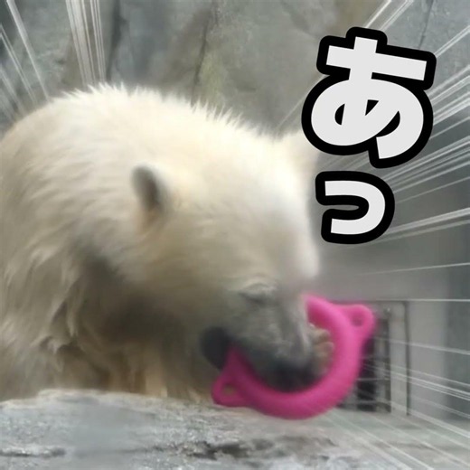 Squishy Momota Playing with His Ring | Polar Bear