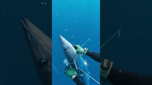 Wahooooo! Part 2 #spearfishing #freediving #wahoo