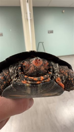 Meet Sven, our incredibly rare Kwangtung River Turtle 🐢 He originally came from someone who purchased him at a city market and later realized they couldn’t properly care for him — so we stepped in to give him the home and care he deserves. 💚 His species is critically endangered, and getting to share Sven with our audiences helps teach why conservation truly matters. Want to meet Sven at your next event?👇 Book a Crosstown Exotics show today! #KwangtungRiverTurtle #RareReptile #CrosstownExotics