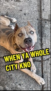 579K views · 10K reactions |  they kno #merlebully #bluemerle #xl #xlbully #xlbullies #pitbull #pitbulls #pit #pitbullsofficial #dogdad #doglover #doglove #cutepuppy #puppytraining #dogtraining #puppy #dog #foryourpage #viral #training #explore #trending #furbaby #dogsofinstagram #dogtrainingtips #dogtrainer #dogtips #puppylove #puppylife #puppys | WolfPack Wick | Facebook