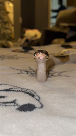 ✨Follow Gizmo for more cuteness ✨ #snakes #reptiles #funny #funnyanimals #cuteanimals #cute #python #snakeshed #herpetology #reptile#snake #instasnake #instareptile #snakesofinstagram #serpent #serpiente #serpientes #serpenti #serpente#serpentes #schlange #foryou #fyp | Veronica Robles - Gizmo Account