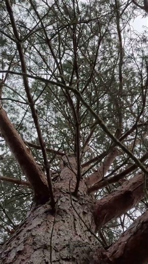 Trees Make Sounds You’ve Never Heard | Scots Pine in Wind #shorts