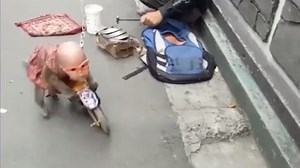 Wie eine gute Seele gefolterte Tanz-Affen aus der Sklaverei befreit