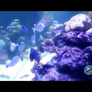 1.1K views · 26 reactions | Make your places more attractive with Marine World either at your house or workplace. We provide our best service at your door step. Some glimpse of Reef Aquarium made and maitained by MARINE WORLD . Very Satisfied clients. Some of our successful projects An eye capturing view done by Marine world in different cities of Pakistan. For appointment call M Hassan Khan 0322-4177777 | Marine World | Facebook