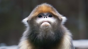 442K views · 7.9K reactions | Of all snub-nosed monkeys in China, the gray species has the smallest population and is the most endangered. Grey snub-nosed monkeys were once found in northeastern Guizhou and southeastern Sichuan provinces. Changes in the natural environment gradually shrank their habitat to the region of Mount Fanjing. Its population is just over 800, even smaller than that of the giant panda. #nature #cgtnnature #MountFanjing | CGTN | Facebook