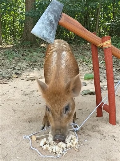 Build a Smart Wild Pig Trap with Axe and Wood