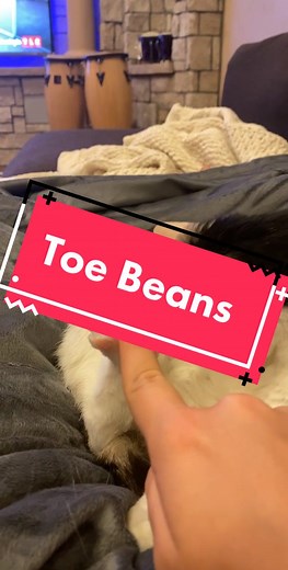 The cutest little beans #trend #viralvideos #animalsoftiktok #fypシ