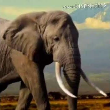 (Tarzan 2019) The Elephant's Trumpet 🐘 🔊